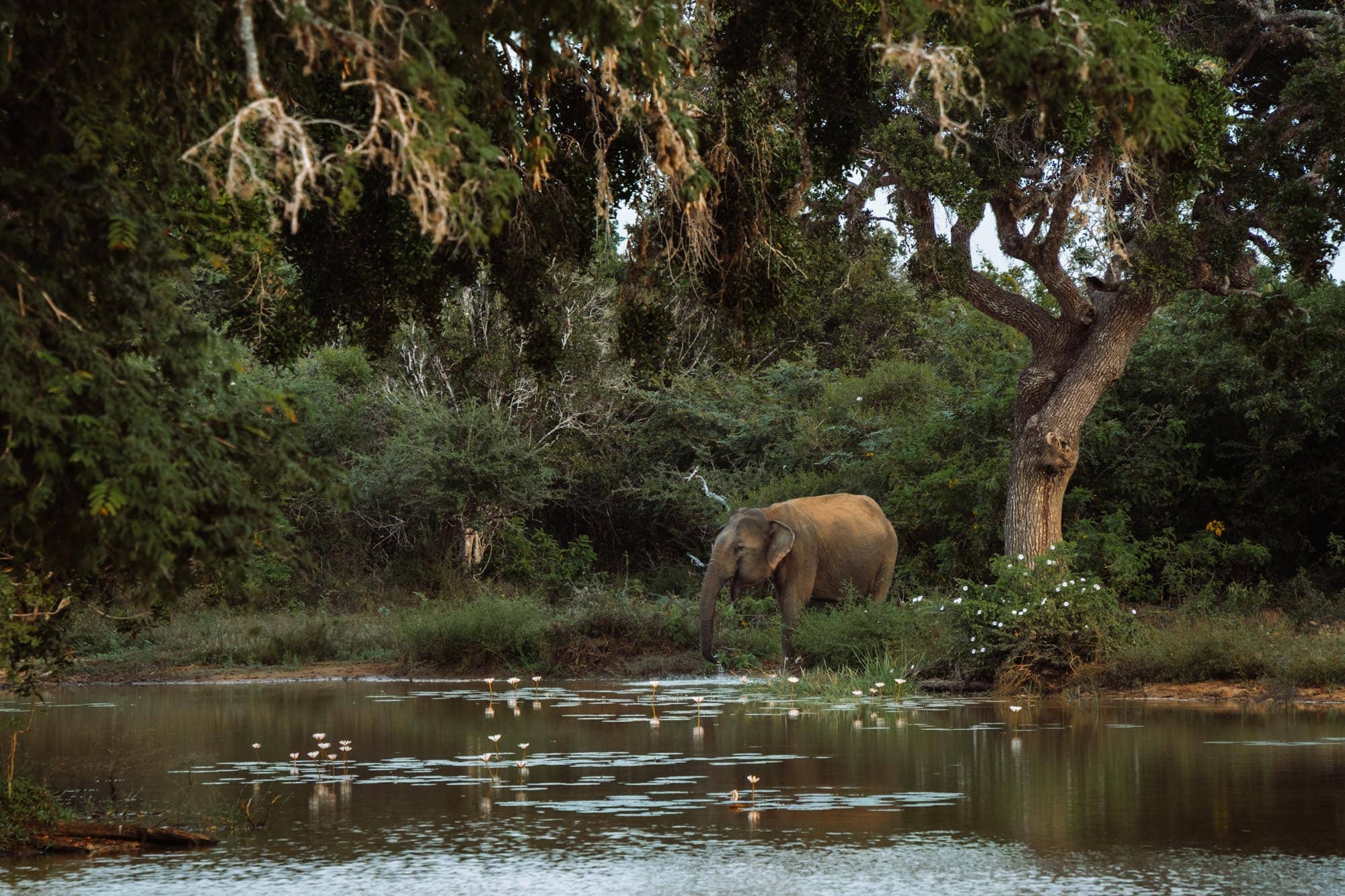 Yala National Park, Sri Lanka